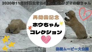 ホッキョクグマの赤ちゃん ホウちゃんコレクション【天王寺動物園】