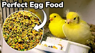 How to make the PERFECT Breeding & Rearing egg food for Birds | Finches & Canaries