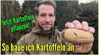 Jetzt Kartoffeln pflanzen - So kann jeder Kartoffeln erfolgreich anbauen auch ohne eigenen Garten