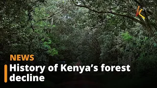 History of Kenya’s forest decline and the ongoing campaign to reverse decades of damage