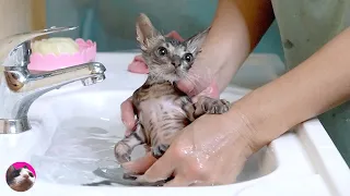 First bath for rescued kitten | Do cats dislike water?