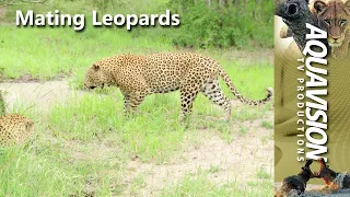 Mating Leopards | Mala Mala Game Reserve | #leopard #stockfootage