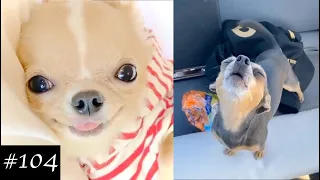 Chihuahua Dogs Compilation | Funny Dog Videos 2021