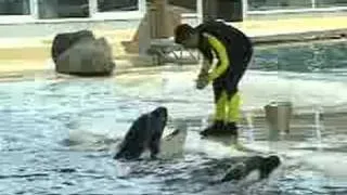 Loro Parque - News Broadcast