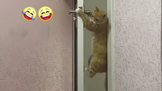 funny cat videos that make you laugh | part51🤣😂🤣