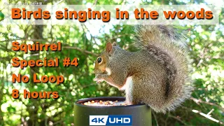 ASMR 8 HOURS of Birds Singing in the Woods, No loop, 4K Squirrel-4, Digital Stress Relief Therapy