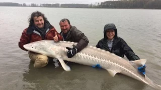 Ловля белого Осетра 1 метр 50-80 см поймали в Канаде