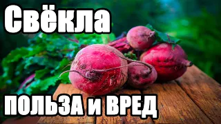 Свёкла – ПОЛЬЗА и ВРЕД для здоровья. Кому нельзя есть свёклу.