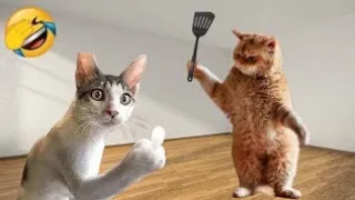 Funniest Animals 2024 🤣 New funny cats and Dogs videos 🤣🤣 funny Cute cats videos 😻