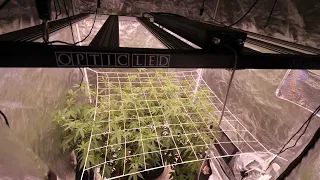 Week 3 To 4 Flower Garden Update With DrAutoflower