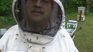 Euthanizing of a dangerous hive.