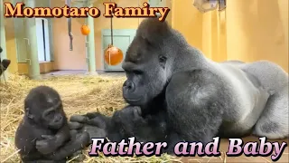 Gorilla⭐️As the baby gorilla grows, Momotaro also grows into a good father.【Momotaro family】
