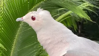 BIRD PARADISE, Singapore, Asia largest bird park in Mandai