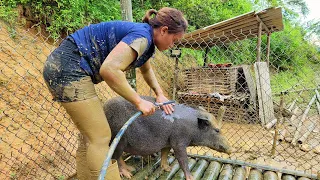 The girl alone builds a cage for wild boars, bathes wild boars, survival skills - phượng pú