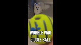 Japanese Spitz puppy reviews WOBBLE WAG GIGGLE BALL #Shorts