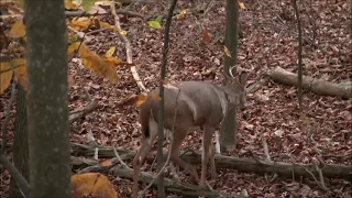 Pennsylvania Archery "Me vs The 8 Point" 10-26-17