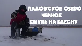 ЛАДОЖСКОЕ ОЗЕРО. ЧЕРНОЕ. ОКУНЬ НА БЛЕСНУ. 04.12.2021