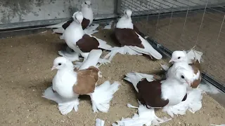 Irani Pigeons ...