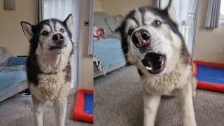 Husky Refuses To Do As He's Told!