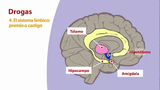 4 - El sistema límbico: Premio o castigo.