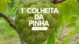 1° colheita de 2023 (pinha ou ata)- fruto do conde. 🌱