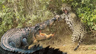 Moments When Big Cats Face the Crocodile - Leopard vs Crocodile