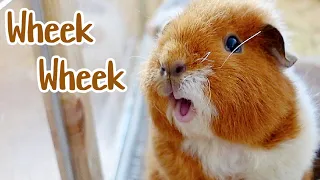 Guinea Pigs Noises & What They Mean