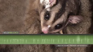 Squirrel Glider - Sounds and Calls