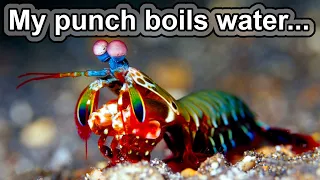 Can this arthropod knock out Mike Tyson? | 10 COOL MANTIS SHRIMP FACTS