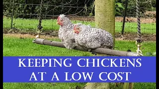 Keeping Chickens at a Low Cost (on the cheep!)