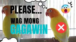 SASAKIT ULO mo pag GINAWA MO ITO | Breeding & Care Tips | Munting Ibunan