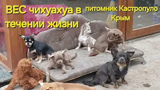 ВЕС ЧИХУАХУА питомник Кастропуло Крым есть щенки в продаже той-пудель мальтипу купить #chihuahua