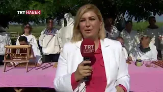 Arı sütü üretimi ve ana arı yetiştiriciliği.              Dr. Ömür UYGUR. TRT Haber-Canlı yayın.