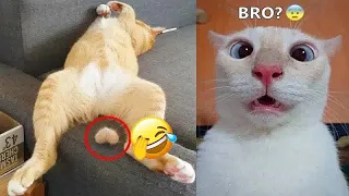 🤣🙀 Funniest Dogs and Cats 🤣😹 Best Funny Animal Videos # 63