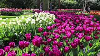 Keukenhof 2022 in full bloom - A fairytale-like garden full of color - 4K