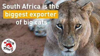 South Africa is the biggest exporter of big cats❗️