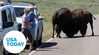 Fighting bison face off near Yellowstone visitors | USA TODAY