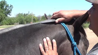 TUZAR CABALLOS DE POLO  ,CON PABLO BRIZUELA