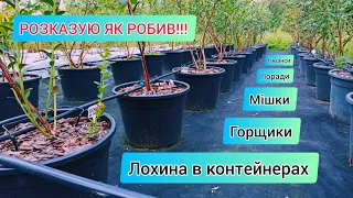 Лохина в контейнерах. Спробував вирощувати таким методом і ось що в мене вийшло...