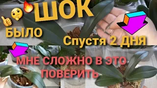 ЭТО ПРОРЫВ/Результаты Орхидей после ПОЛИВА  ВИТАМИНКИ ВИТАМАР/ШОКИРУЮЩИЕ РЕЗУЛЬТАТ ЗА КОРОТКИЙ СРОК👍