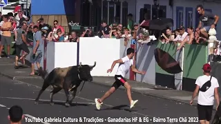 Touros HF (294,364) & EG (42,221) - Tourada Bairro Terra Chã 2023 - Ilha Terceira - Açores