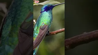 INTERESTING FACTS ABOUT HUMMINGBIRD | Tamil | Indris Sivaperumal | ISP #shorts #short #facts #tamil