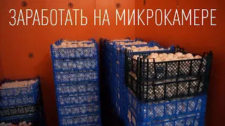 Заработать на грибах | Шампиньоны | Доходы, расходы, новый год