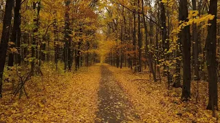 1 hour of Tchaikovsky "October" (Autumn Song) from The Seasons, Op.37a, No.10
