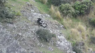 Huge wild Boar Vs 7mm Rem mag. Heart shot in Slow mo! Graphic with adult language.