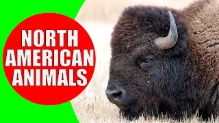 North American Animal for Kids - Animal Sounds from the Wildlife of North America