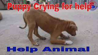 Puppy Was Crying For Help But Nobody heard him /  Just Help Them...