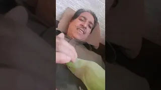 talking ringneck parrot interacts adorably with owner