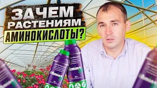 Зачем растениям аминокислоты? Как влияют аминокислоты на рост растений?