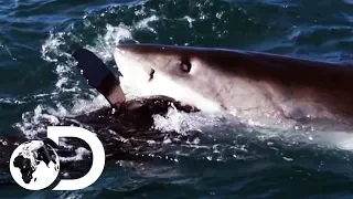 How The World's Deadliest Sharks Hunt For Prey | Shark Week 2019 | Discovery UK